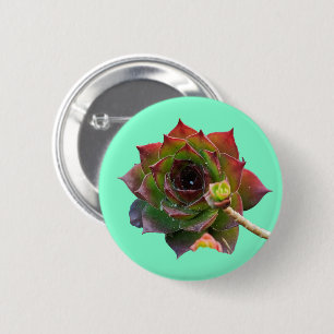 Badge Rond 5 Cm Plante de Sempervivum Succulente Colorée de Jardin