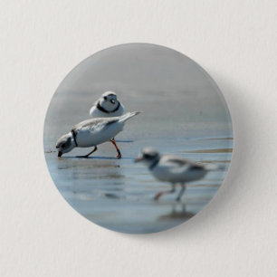 Badge Rond 5 Cm Pluviers sifflants mangeant sur la plage