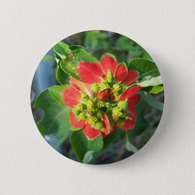 Badge Rond 5 Cm Poinsettia sauvage (Devant)