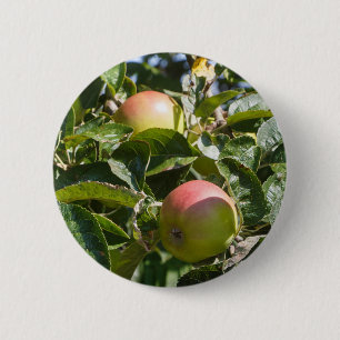 Badge Rond 5 Cm Pommes mûrissant sur un pommier