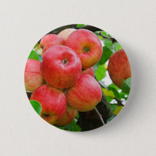 Badge Rond 5 Cm Pommes rouges dans l'arbre