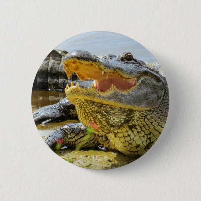 Badge Rond 5 Cm Portrait d'alligator américain - face à face (Devant)