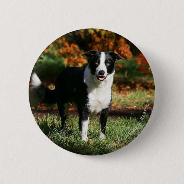 Badge Rond 5 Cm Position d'automne de border collie (Devant)