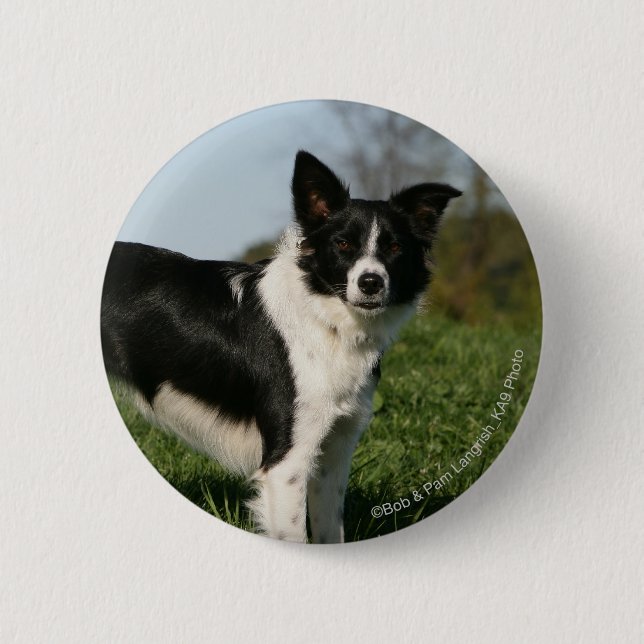 Badge Rond 5 Cm Position de border collie (Devant)