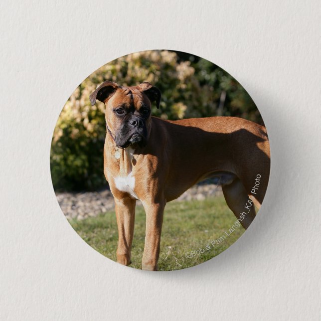 Badge Rond 5 Cm Position de chien de boxeur de faon (Devant)