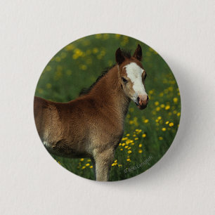 Badge Rond 5 Cm Poulain de Gallois
