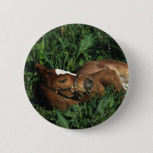 Badge Rond 5 Cm Poulain de pur sang se couchant