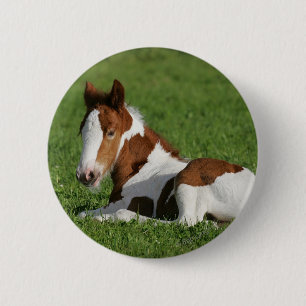 Badge Rond 5 Cm Poulain s'étendant dans l'herbe
