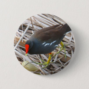 Badge Rond 5 Cm Poule d'eau