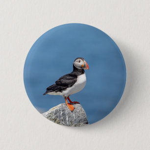 Badge Rond 5 Cm Puffin Atlantique en Machias, Maine