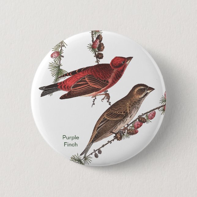 Badge Rond 5 Cm Purple Finch, John James Audubon, Birdwatcher Bird (Devant)