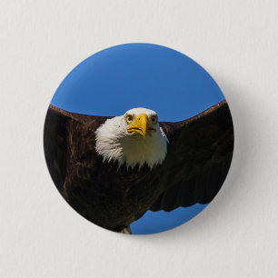 Badge Rond 5 Cm Pygargue à tête blanche en vol rapproché