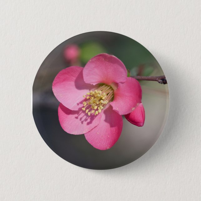 Badge Rond 5 Cm Quince à fleurs roses parfaite (Devant)