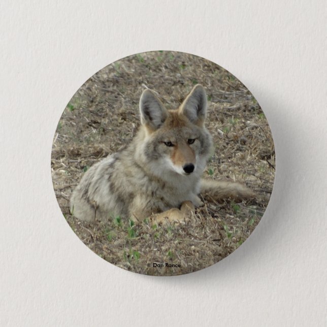 Badge Rond 5 Cm R22 Coyote Laying (Devant)