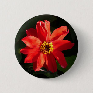 Badge Rond 5 Cm Red Dahlia (évêque de Llandaff)
