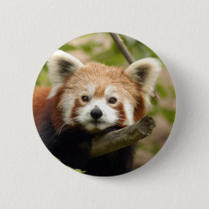 Badge Rond 5 Cm red-panda-007