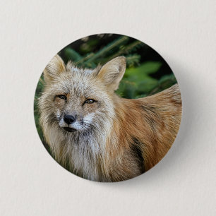 Badge Rond 5 Cm Renard sauvage