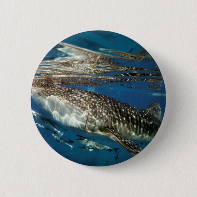 Badge Rond 5 Cm requin baleine Oslob Philippines (Devant)