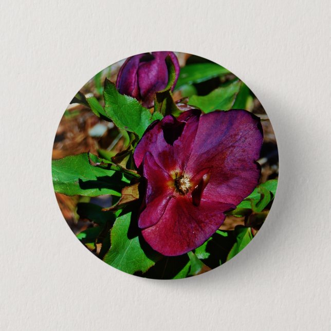 Badge Rond 5 Cm Rose de carême rose Bourgogne (Devant)