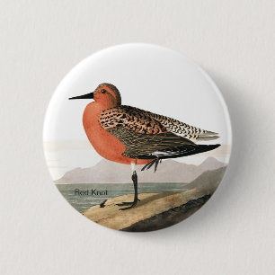 Badge Rond 5 Cm Rouge Knot par Audubon, Sandpiper Birdwatcher, Bir