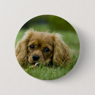 Badge Rond 5 Cm Rubis cavalier d'épagneul du Roi Charles