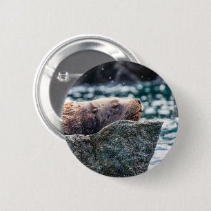 Badge Rond 5 Cm Sea Lion In Resurrection Bay, Alaska