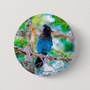 Badge Rond 5 Cm Steller's Jay - Photographie originale