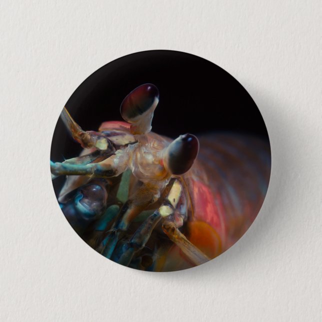 Badge Rond 5 Cm Stomatopod (crevette de mante) (Devant)