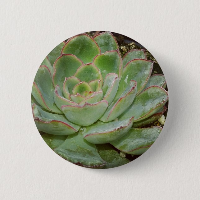 Badge Rond 5 Cm Succulents (Devant)