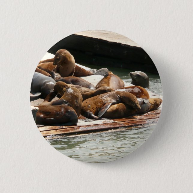 Badge Rond 5 Cm Sunning Lions à San Francisco (Devant)