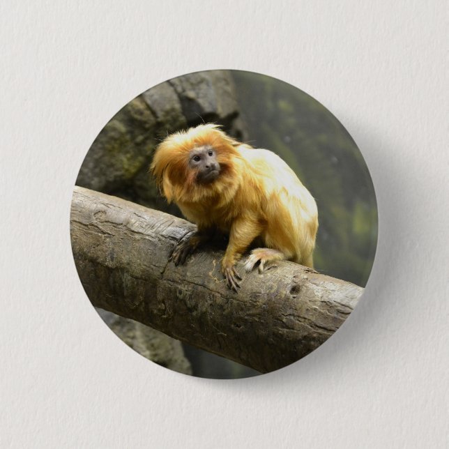 Badge Rond 5 Cm Tamarin d'or de lion (Devant)