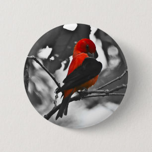 Badge Rond 5 Cm Tangara écarlate mâle