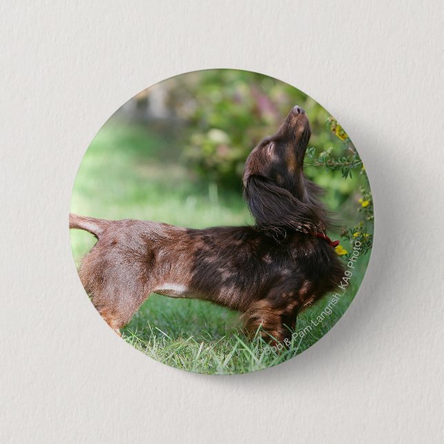Badge Rond 5 Cm Teckel miniature aux cheveux longs 1 (Devant)