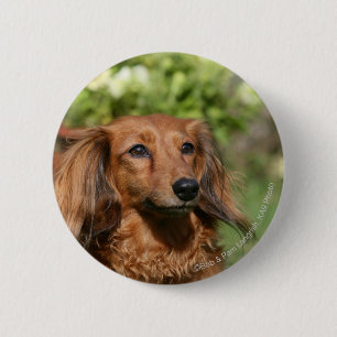 Badge Rond 5 Cm Teckel miniature aux cheveux longs rouge