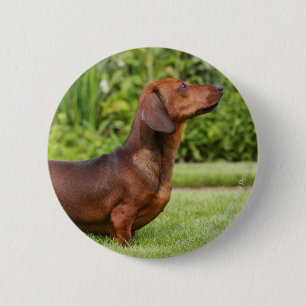 Badge Rond 5 Cm teckel miniature Lisse-haired