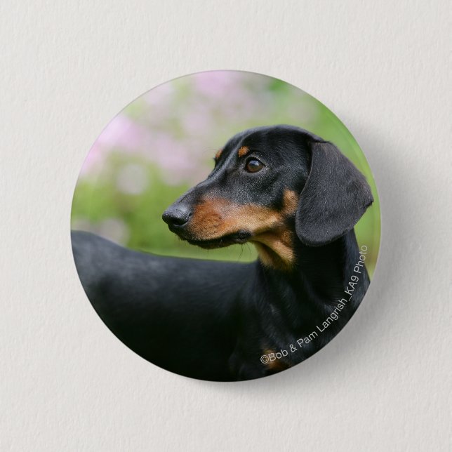 Badge Rond 5 Cm Teckel noir et bronzage 2 de Miniture (Devant)