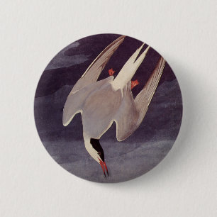 Badge Rond 5 Cm Terne arctique par John James Audubon, Oiseaux Vin