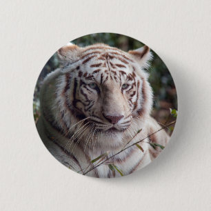 Badge Rond 5 Cm Tigre de Bengale blanc