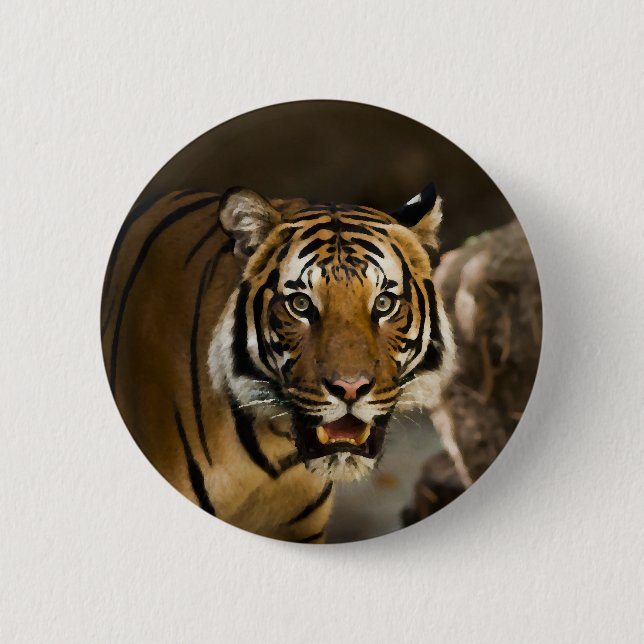 Badge Rond 5 Cm Tigre de Sibérie (Devant)