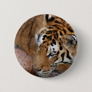 Badge Rond 5 Cm Tigre du Bengale