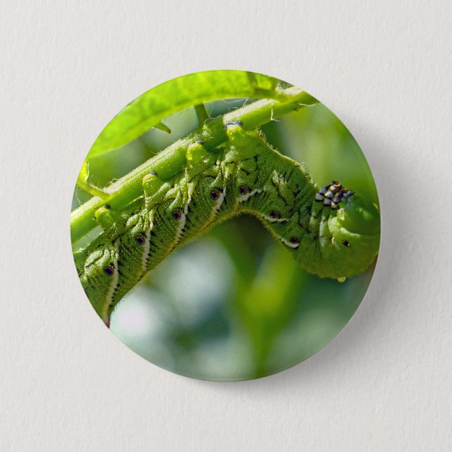 Badge Rond 5 Cm Tomato (Devant)