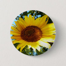 Tournesol