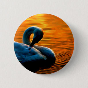 Badge Rond 5 Cm Un cygne prenant un bain de dernière minute au