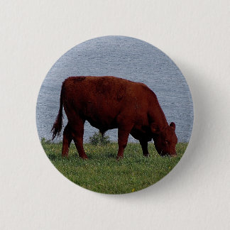 Badge Rond 5 Cm vache du sud du Devon sur le littoral à distance