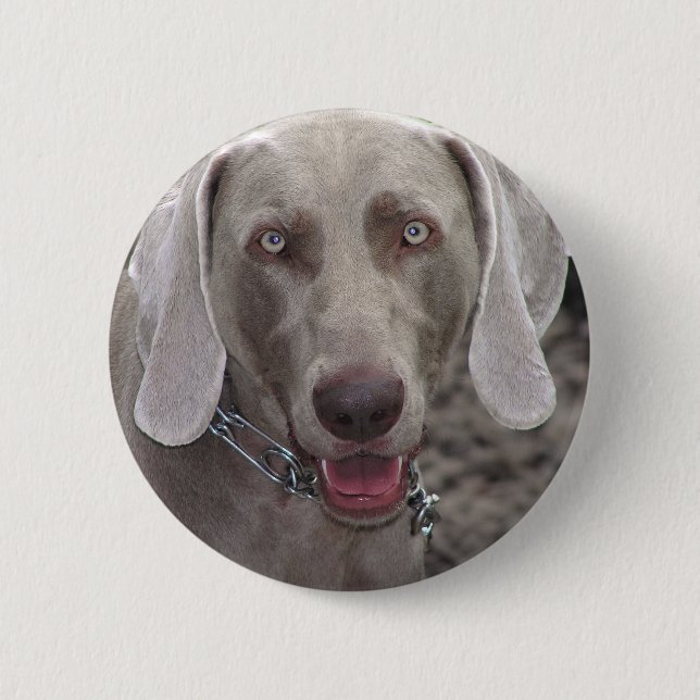 Badge Rond 5 Cm Weimaraner (Devant)