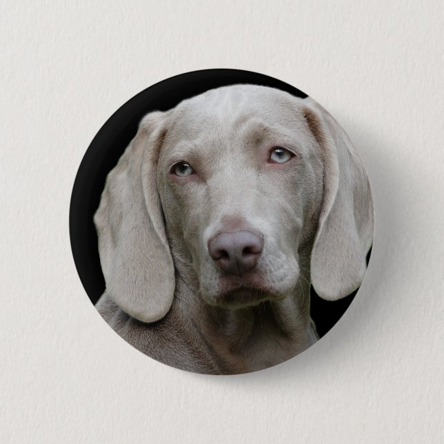 Badge Rond 5 Cm Weimaraner Silver Grey (Devant)