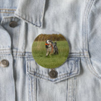 berger américain miniature bleu merle w toy