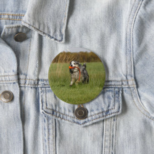 Badge Rond 7,6 Cm berger américain miniature bleu merle w toy