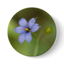 Bouton floral de fleur sauvage d'herbe observé par