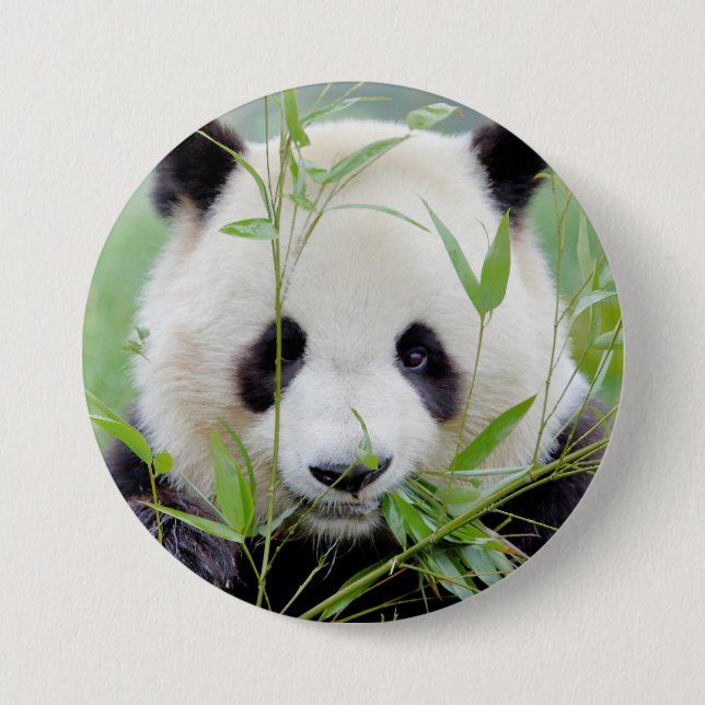 Badge Rond 7,6 Cm Bouton Photo panda géant, animaux 0027. (Devant)